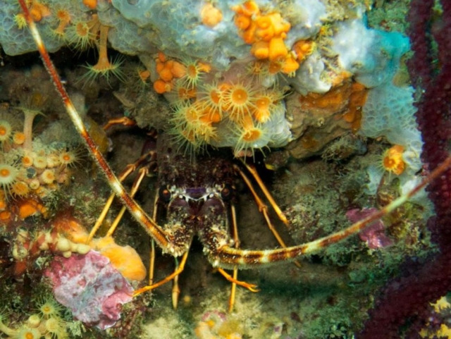 Langosta en Palamos